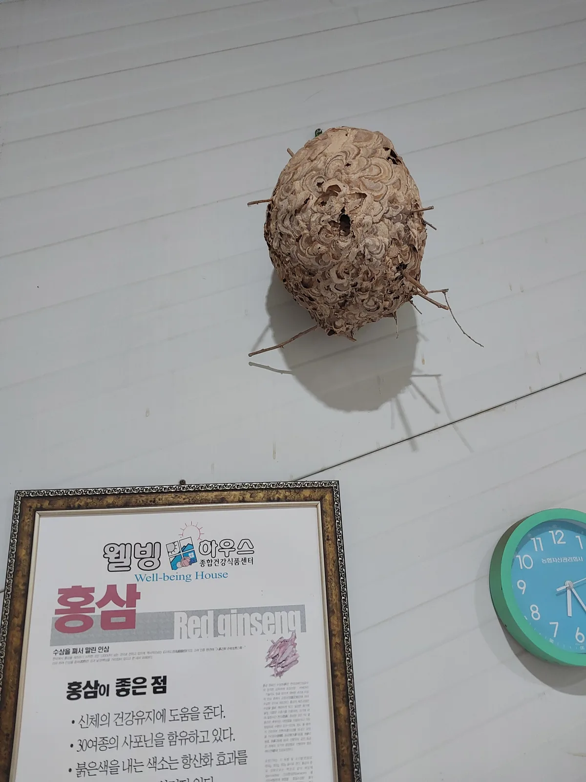 홍삼 수삼 원물